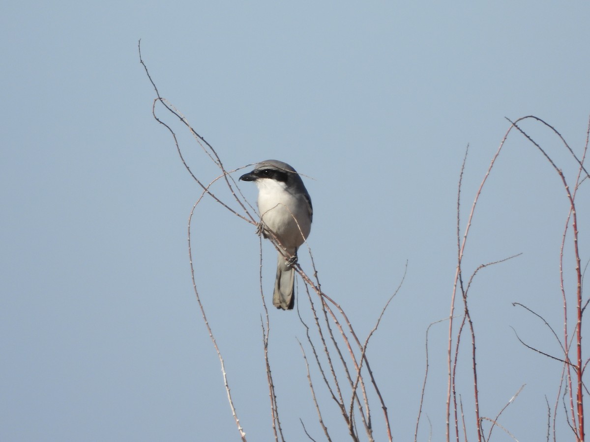 Loggerhead Shrike - ML639879887