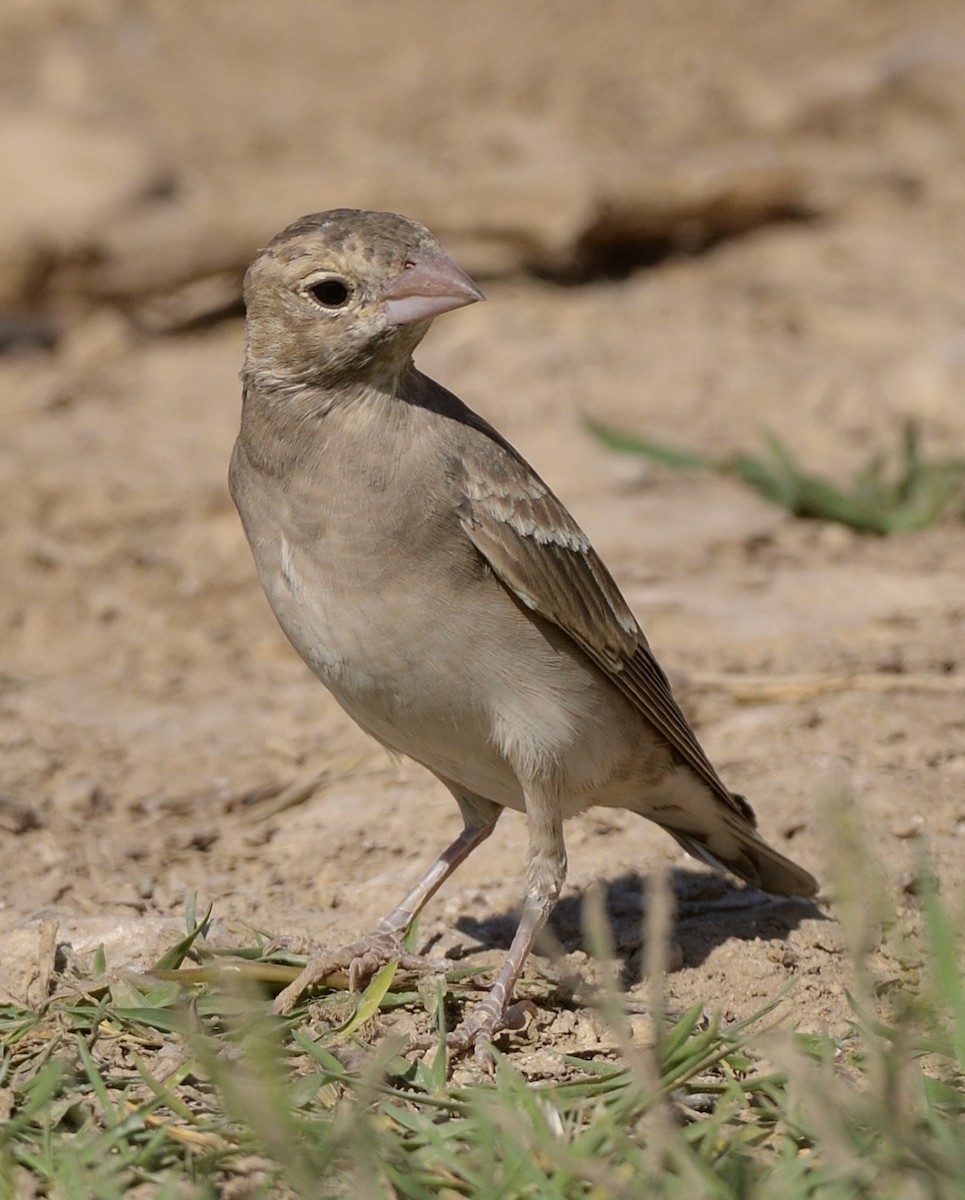 Pale Rockfinch - ML639879918