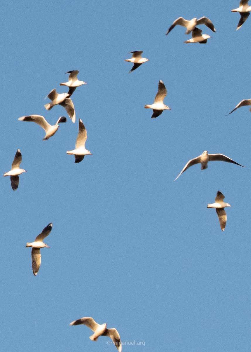 Andean Gull - ML639880004