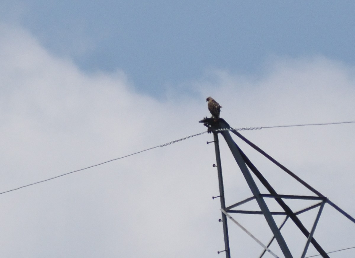 Red-tailed Hawk - ML639880038