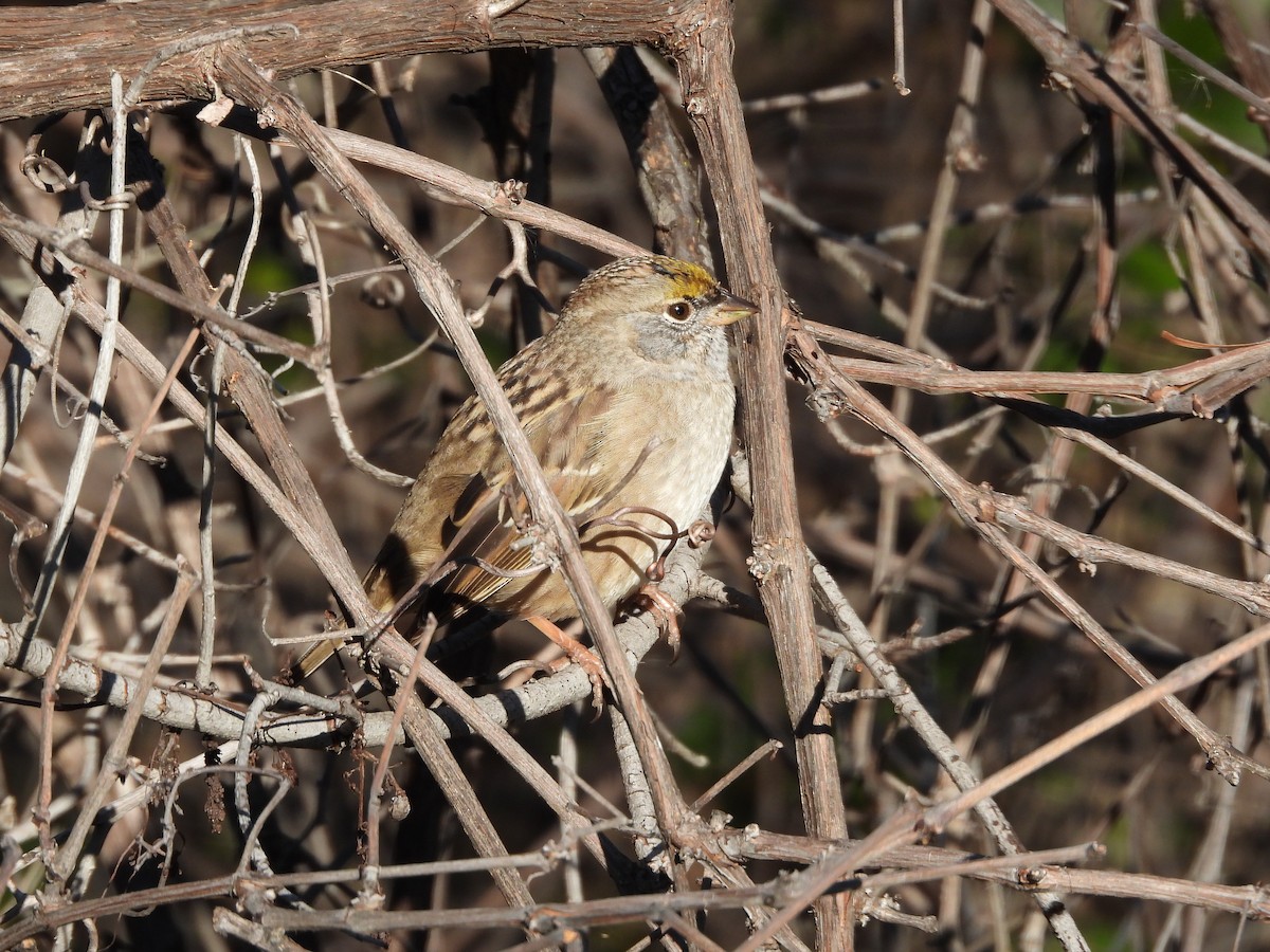 Golden-crowned Sparrow - ML639880158
