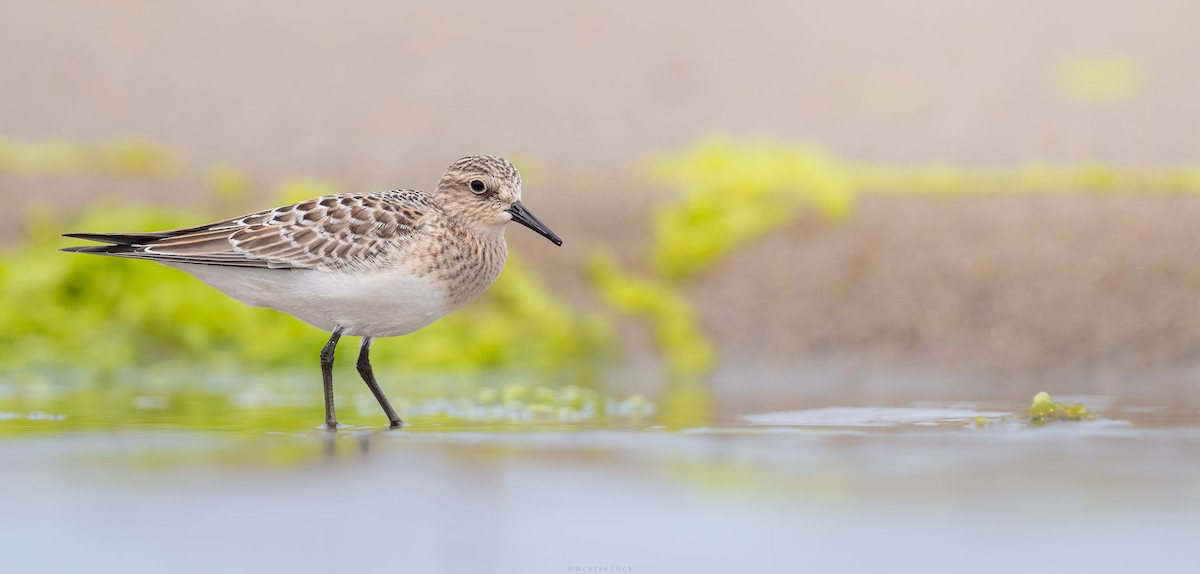 Бэрдов песочник - ML639880206