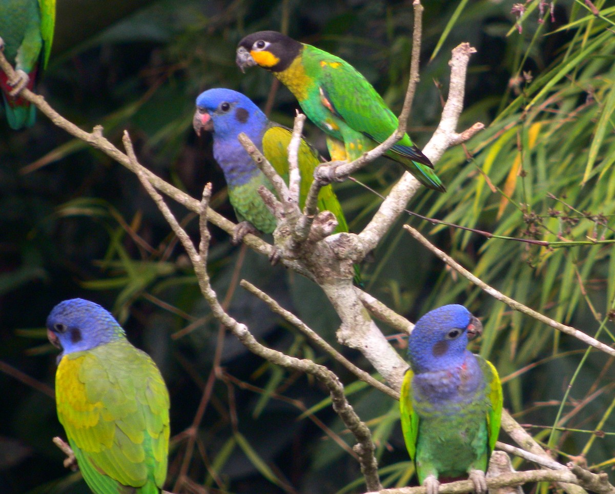 Orange-cheeked Parrot - Mark Vukovich