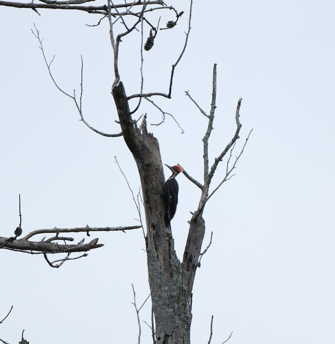 Pileated Woodpecker - ML639880461