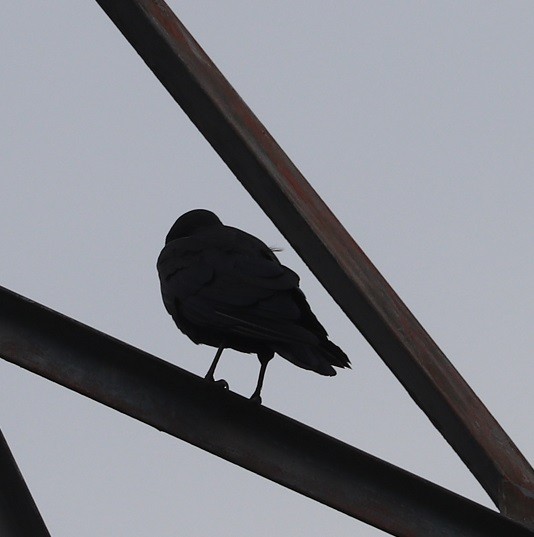 American Crow - ML639880488