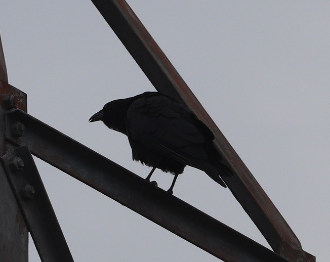 American Crow - ML639880489