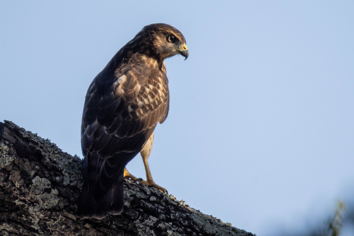 ハネビロノスリ - ML639880492