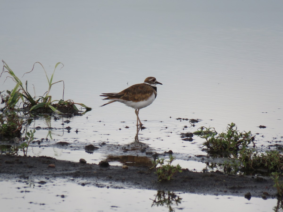Killdeer - ML639880567