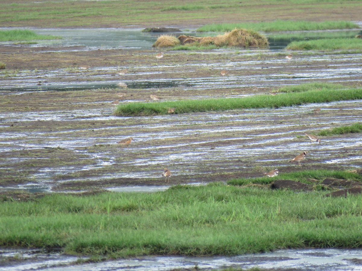 Short-billed Dowitcher - ML639880613