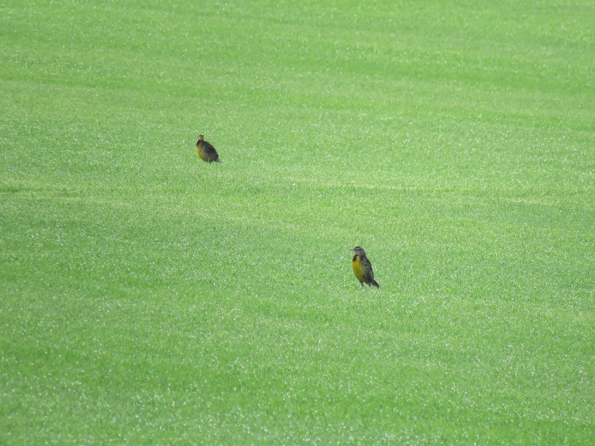 Eastern Meadowlark - ML639880660