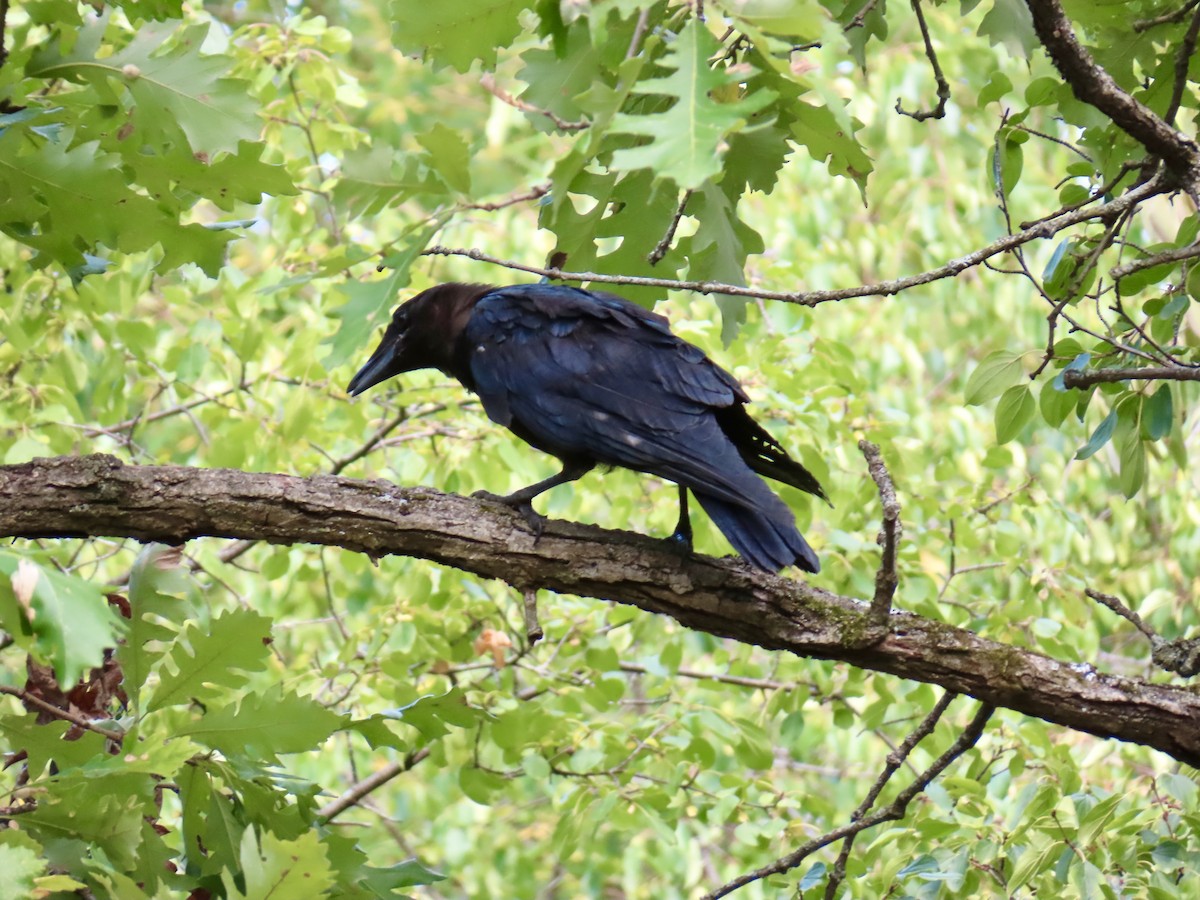 American Crow - ML639880709