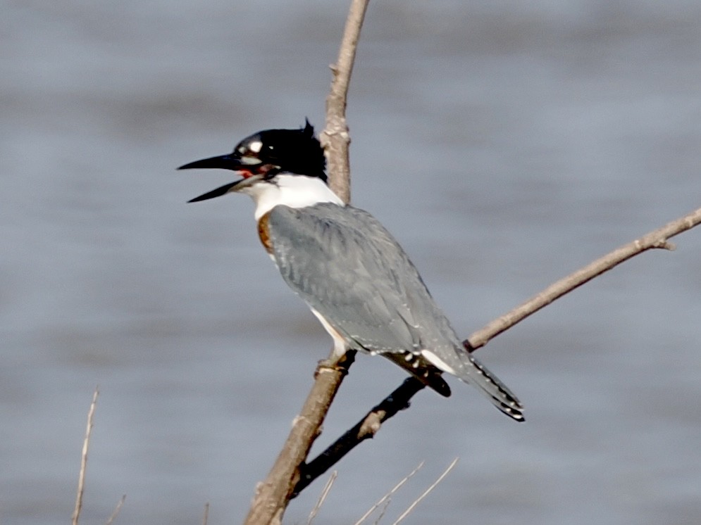 Belted Kingfisher - ML639880801