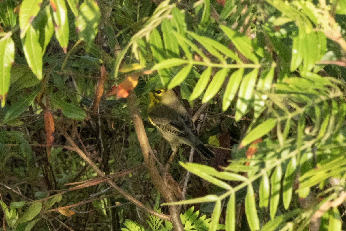 Prairie Warbler - ML639880988