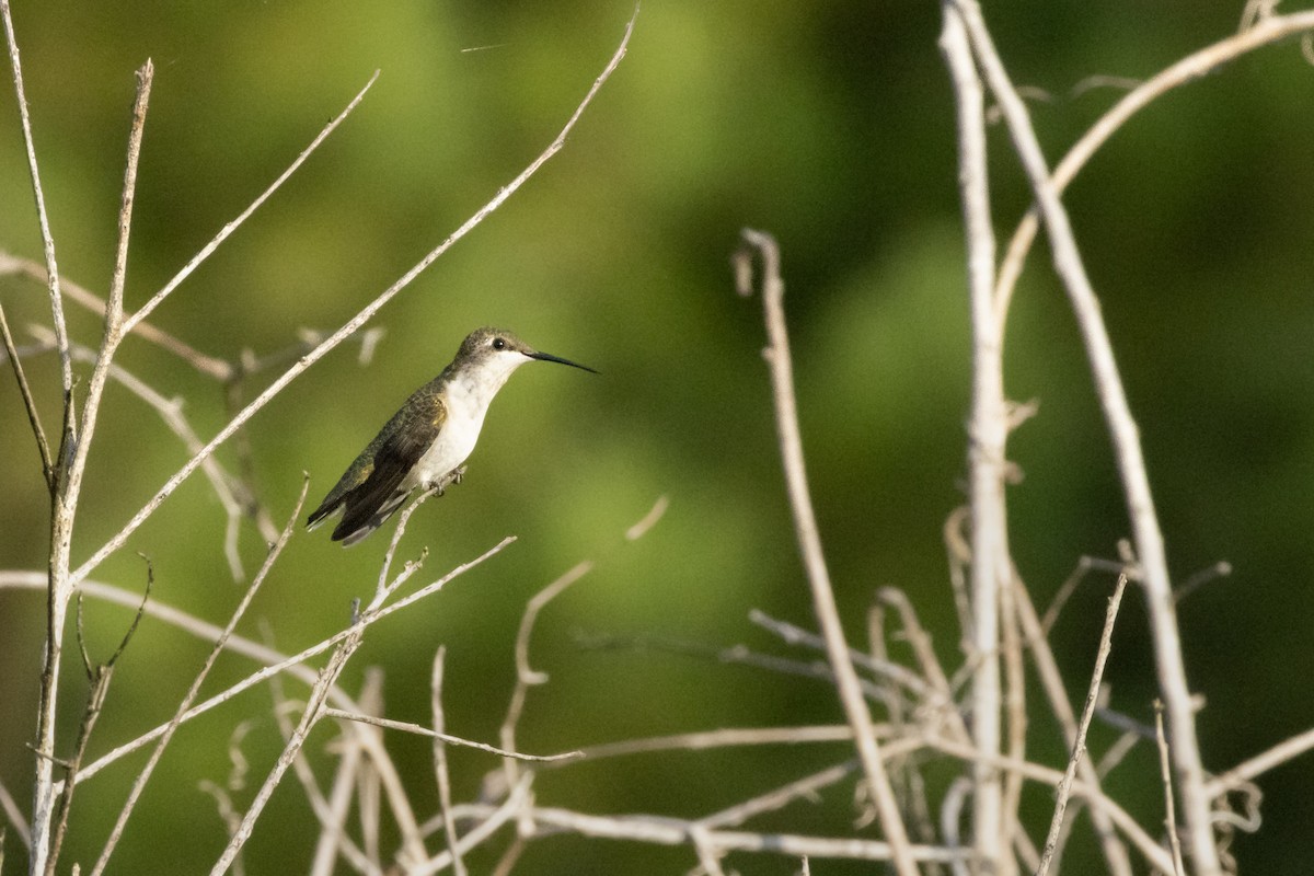 Ruby-throated Hummingbird - ML639881010