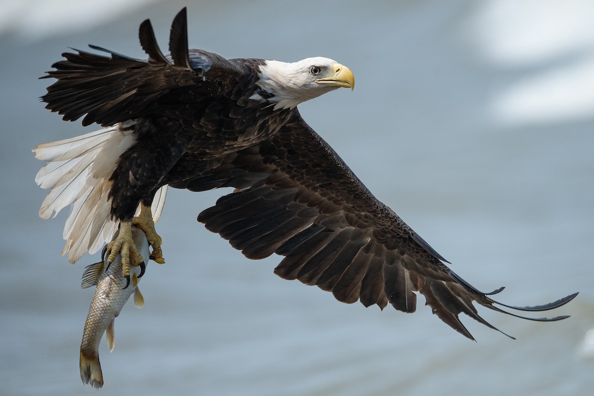 Bald Eagle - Ryan Griffiths