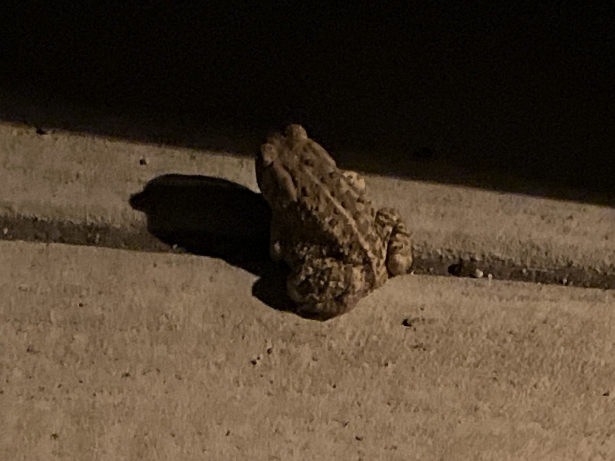 Woodhouse's Toad - ML639881041