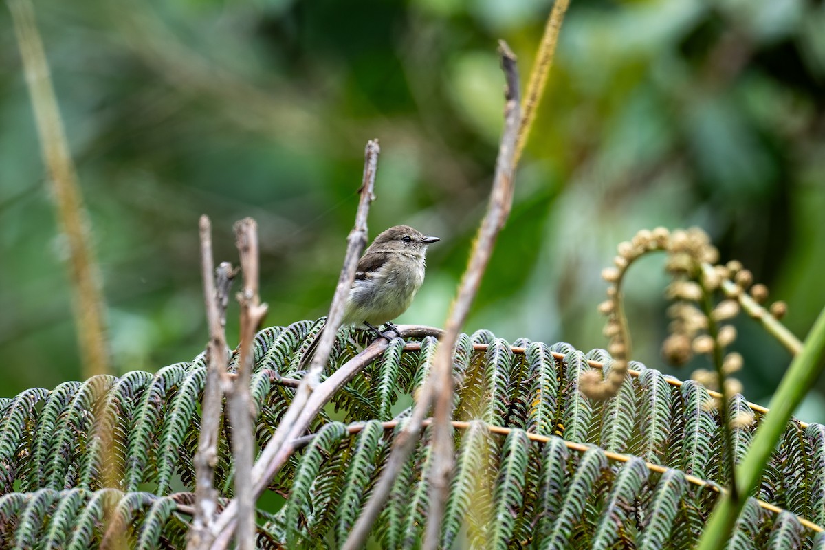 Olive-chested Flycatcher - ML639881142