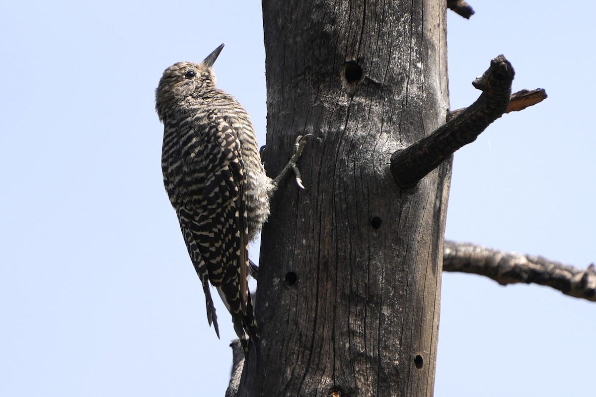 Williamson's Sapsucker - ML639881151