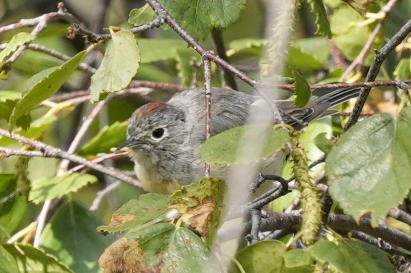 Virginia's Warbler - ML639881169