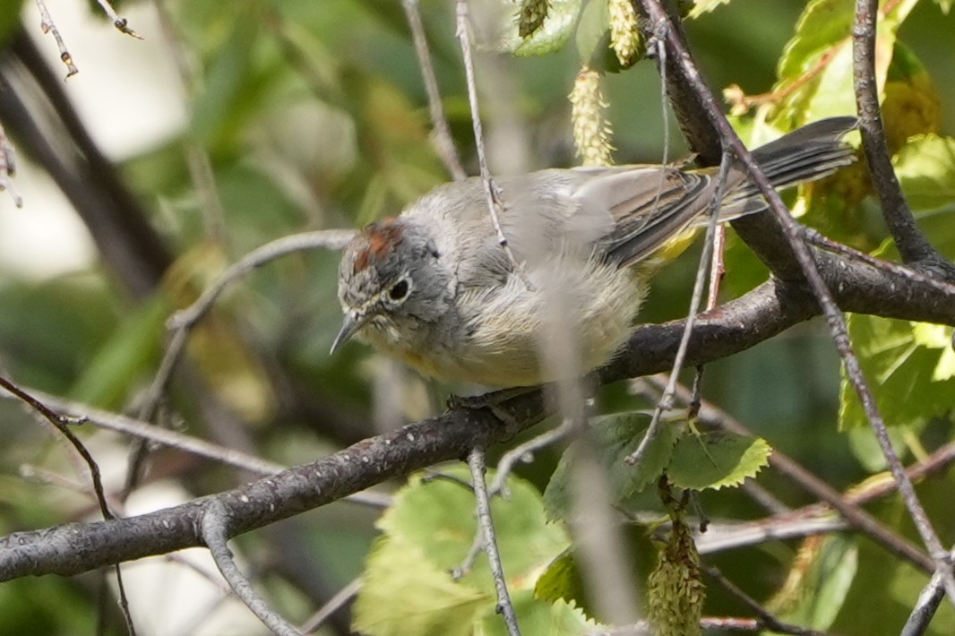 Virginia's Warbler - ML639881170