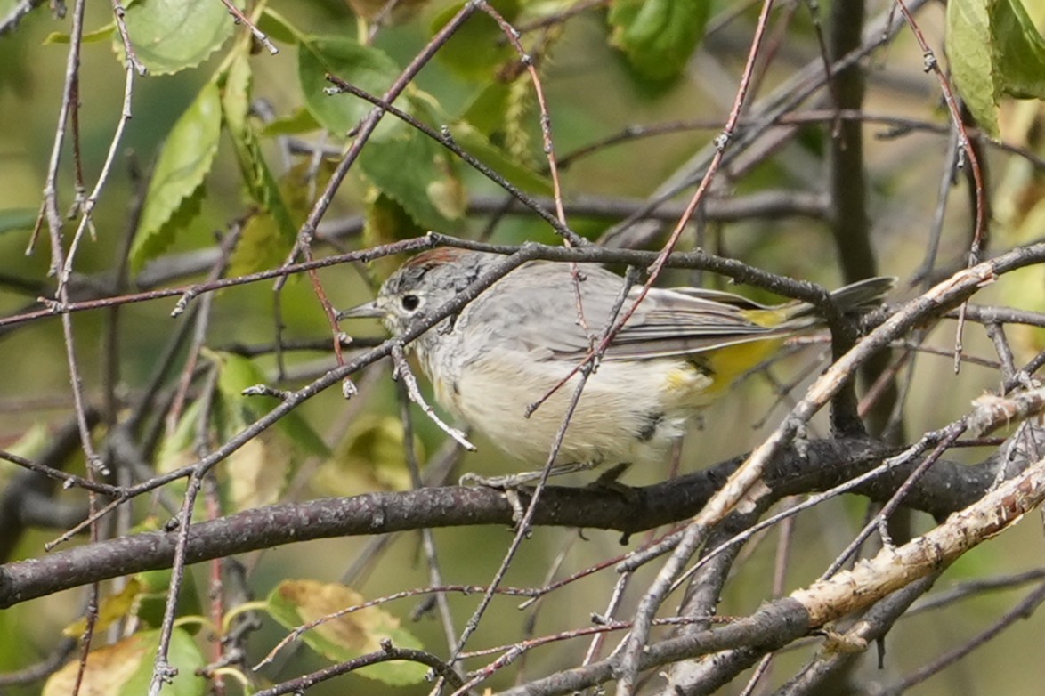 Virginia's Warbler - ML639881171
