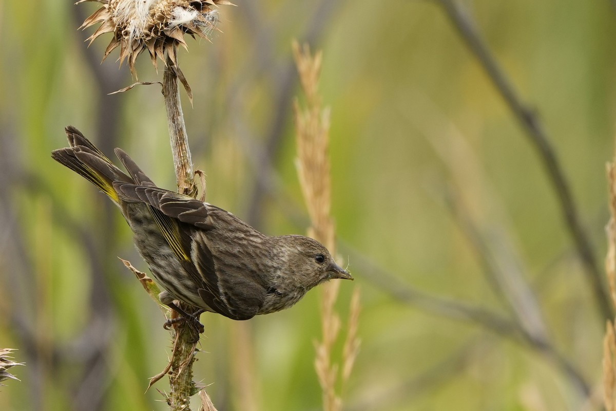 Pine Siskin - ML639881179