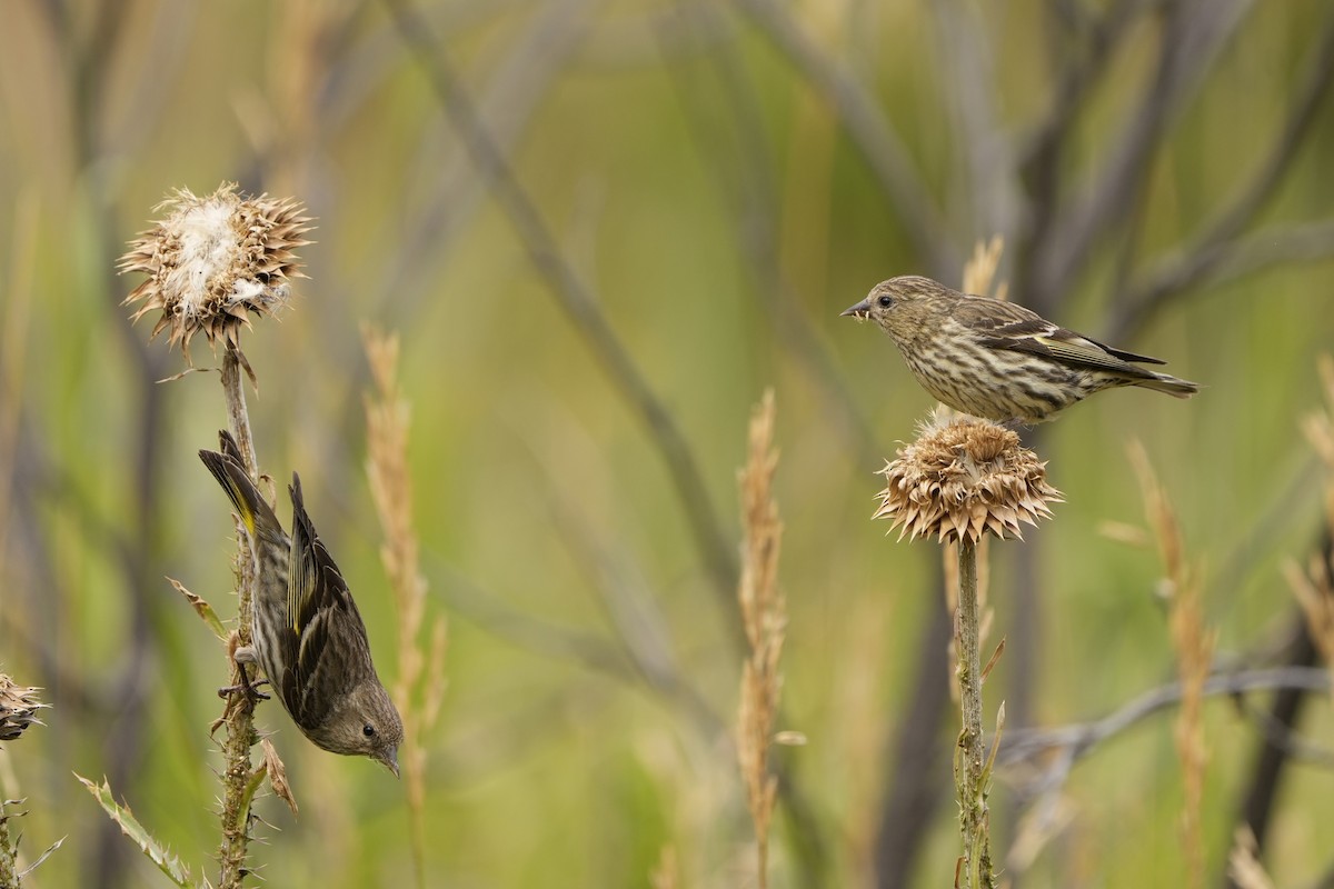 Pine Siskin - ML639881181