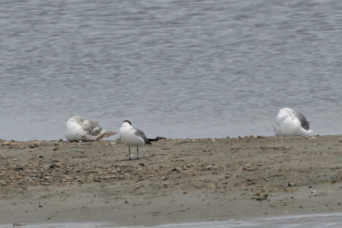 Laughing Gull - ML639881315