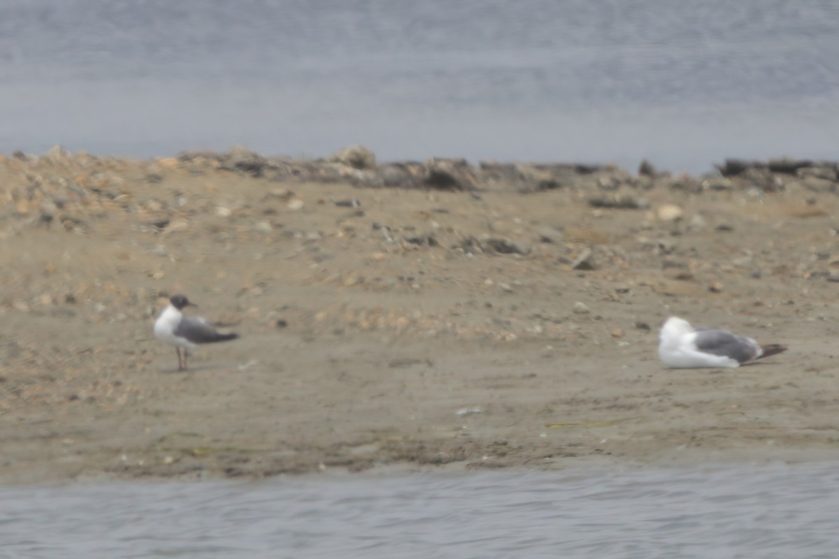 Laughing Gull - ML639881316