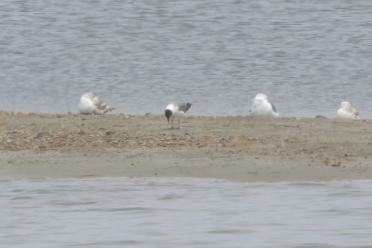 Laughing Gull - ML639881317