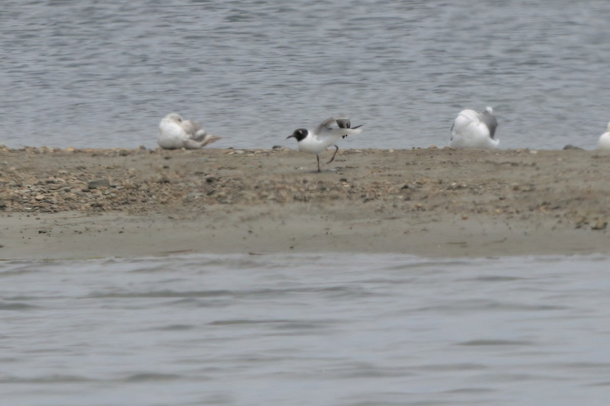 Laughing Gull - ML639881318