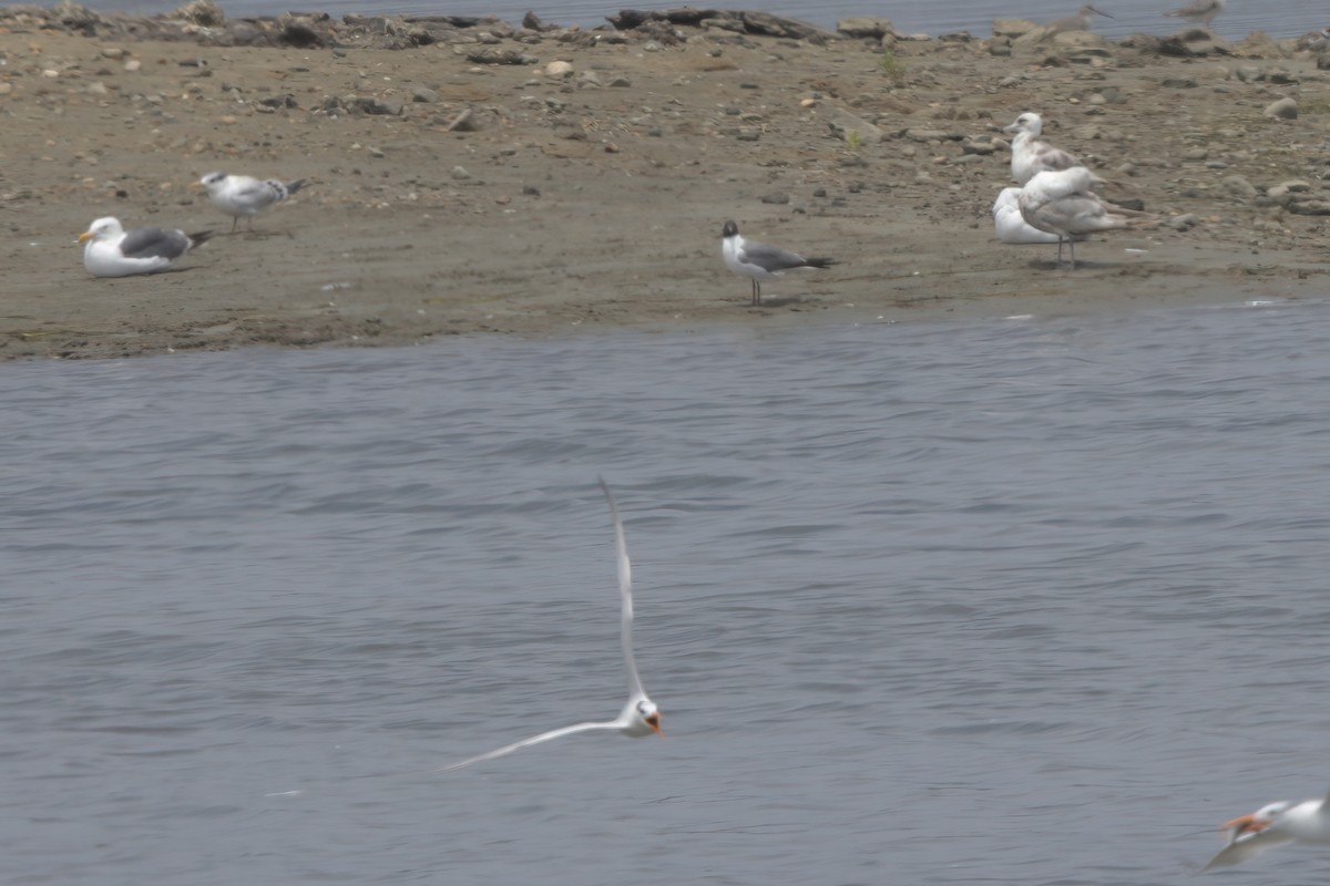 Laughing Gull - ML639881319