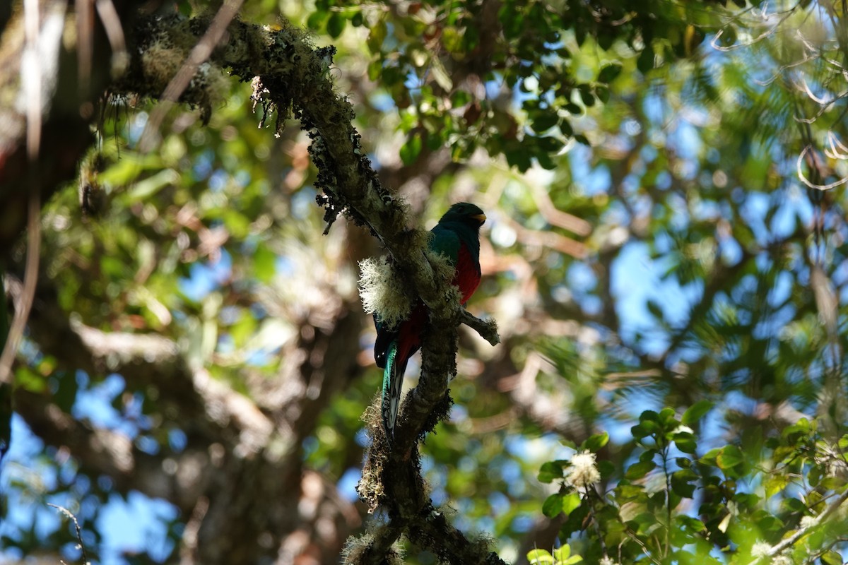 Quetzal Fúlgido - ML639881558