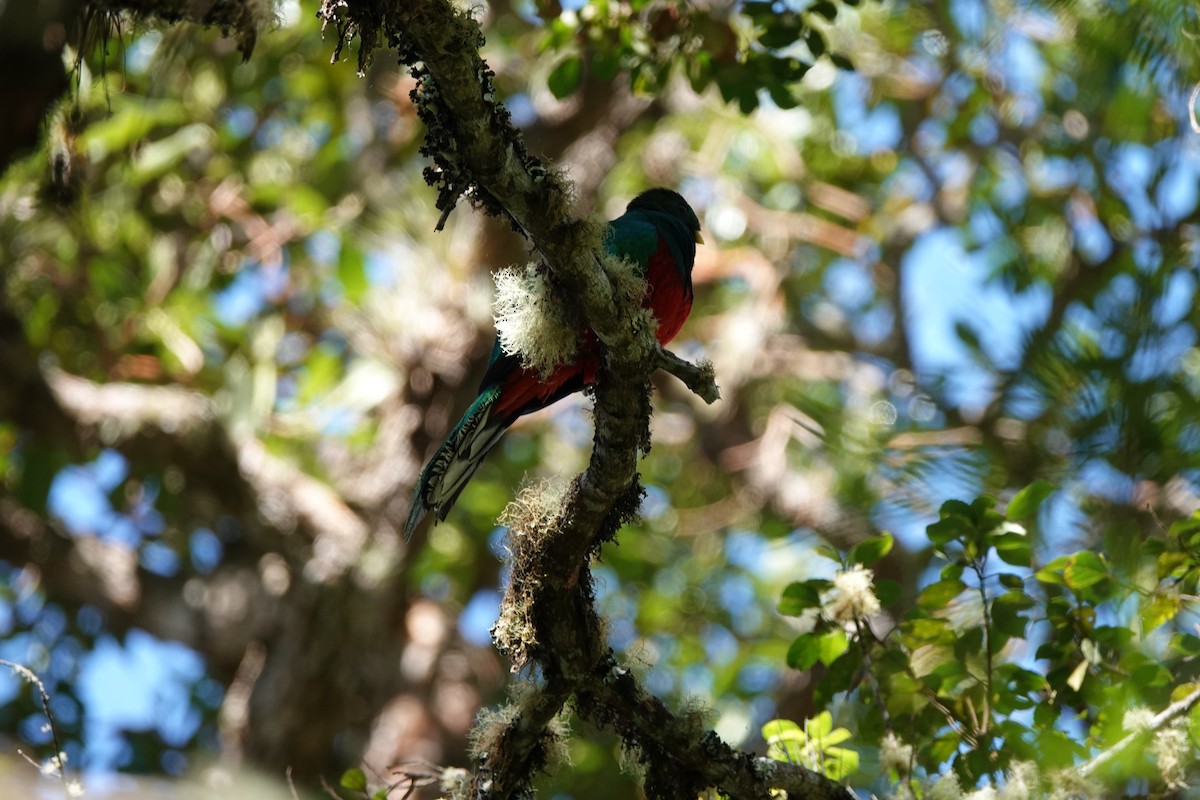 Quetzal Fúlgido - ML639881568