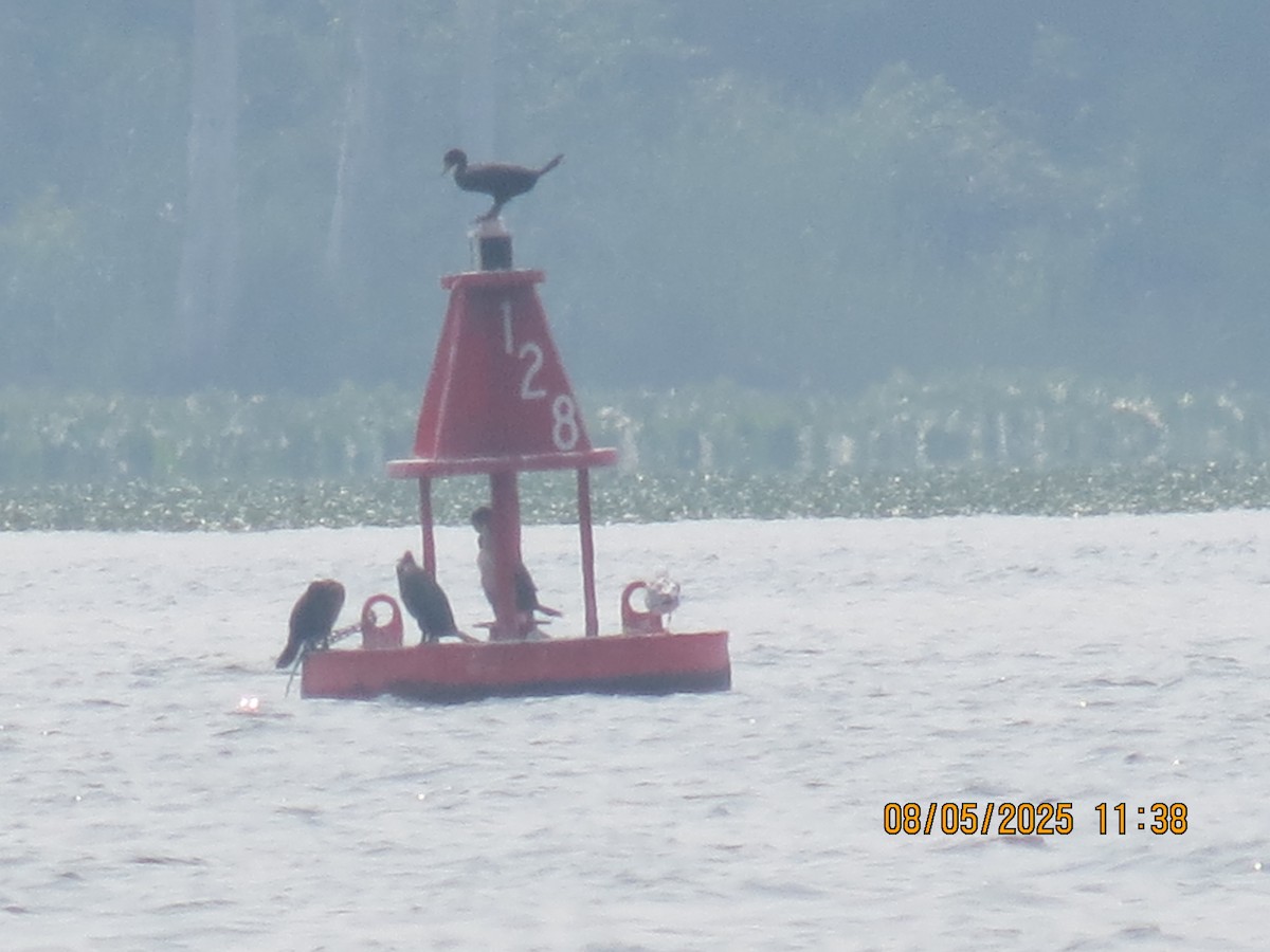 Double-crested Cormorant - ML639881569