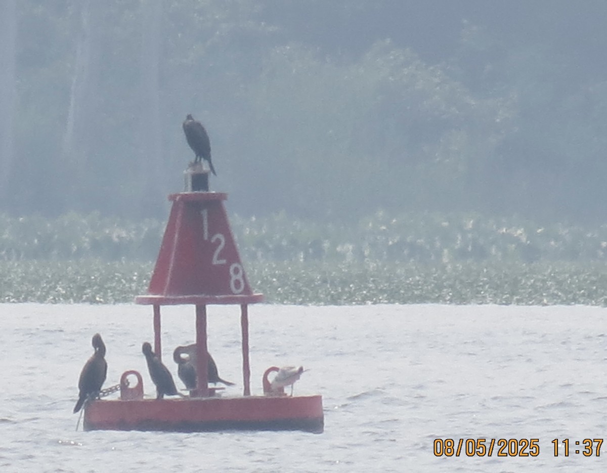 Double-crested Cormorant - ML639881570