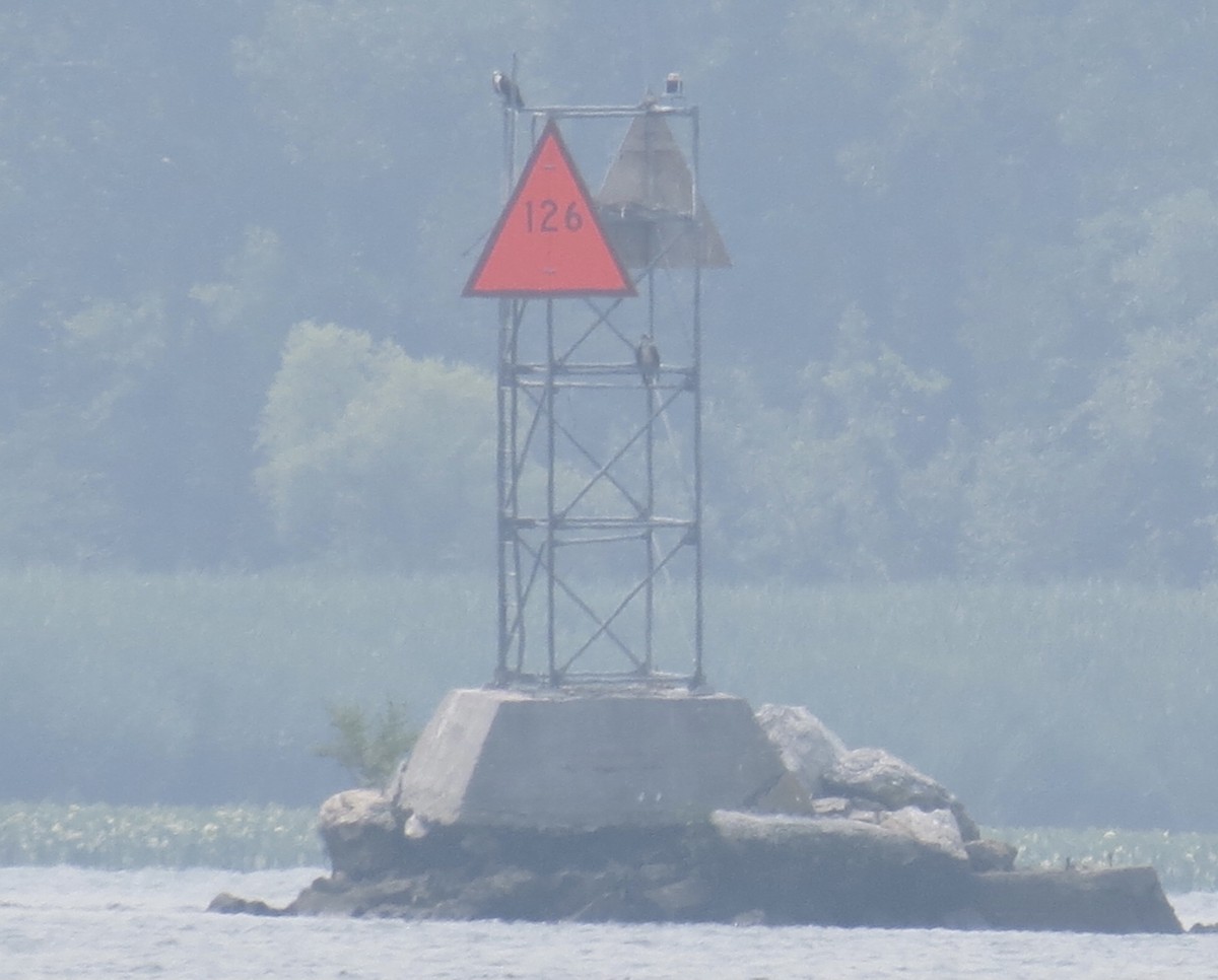 Загасч явлаг - ML639881582