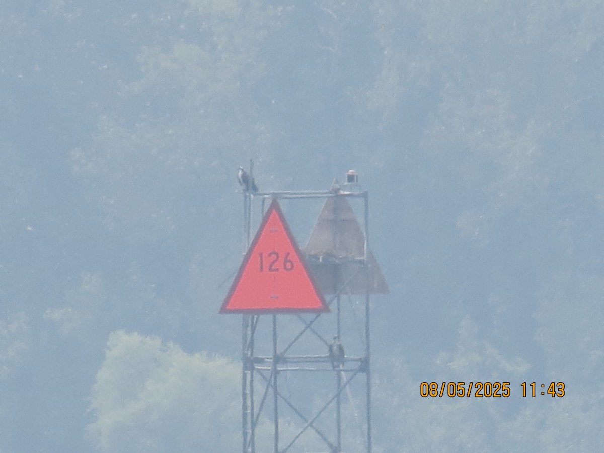 Загасч явлаг - ML639881583