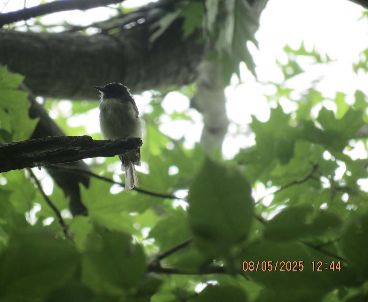 Eastern Phoebe - ML639881594