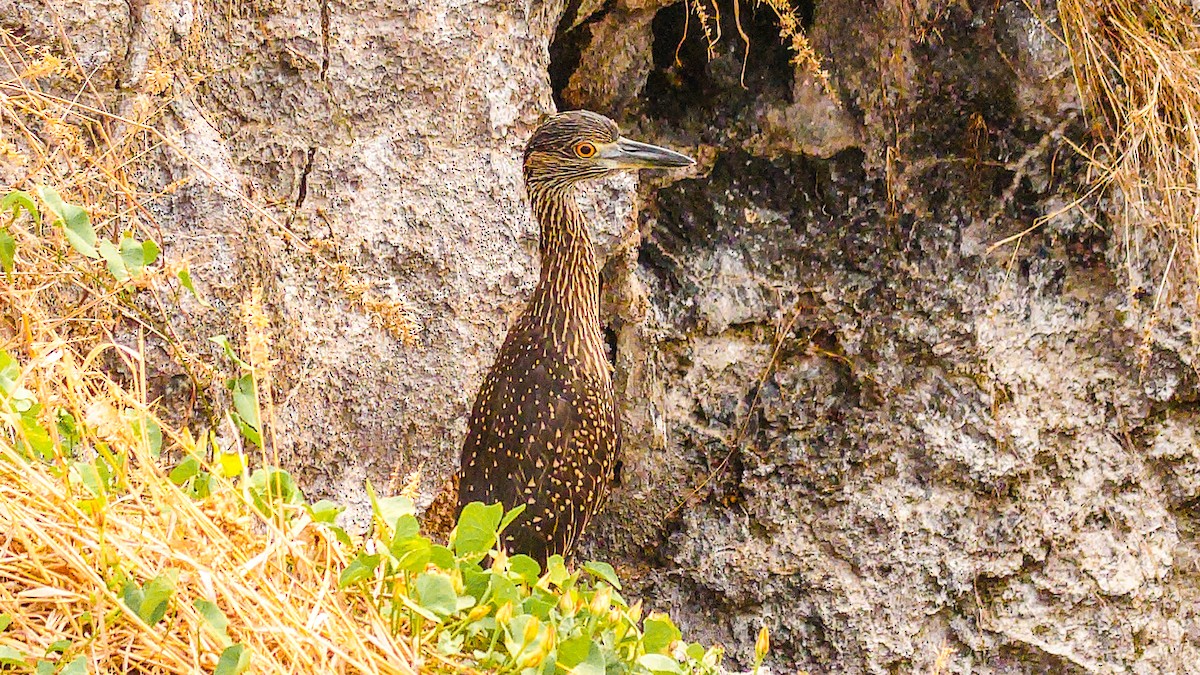 Yellow-crowned Night Heron (Galapagos) - ML639881598