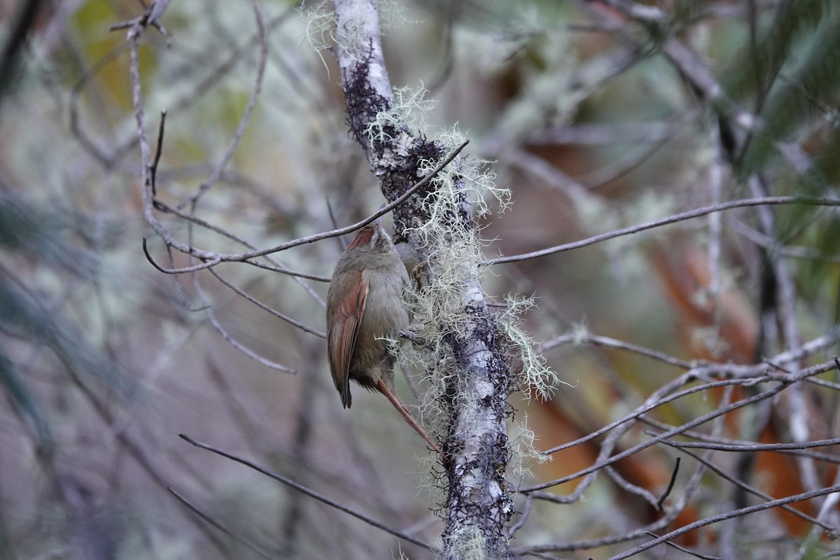 Streak-capped Spinetail - ML639881677