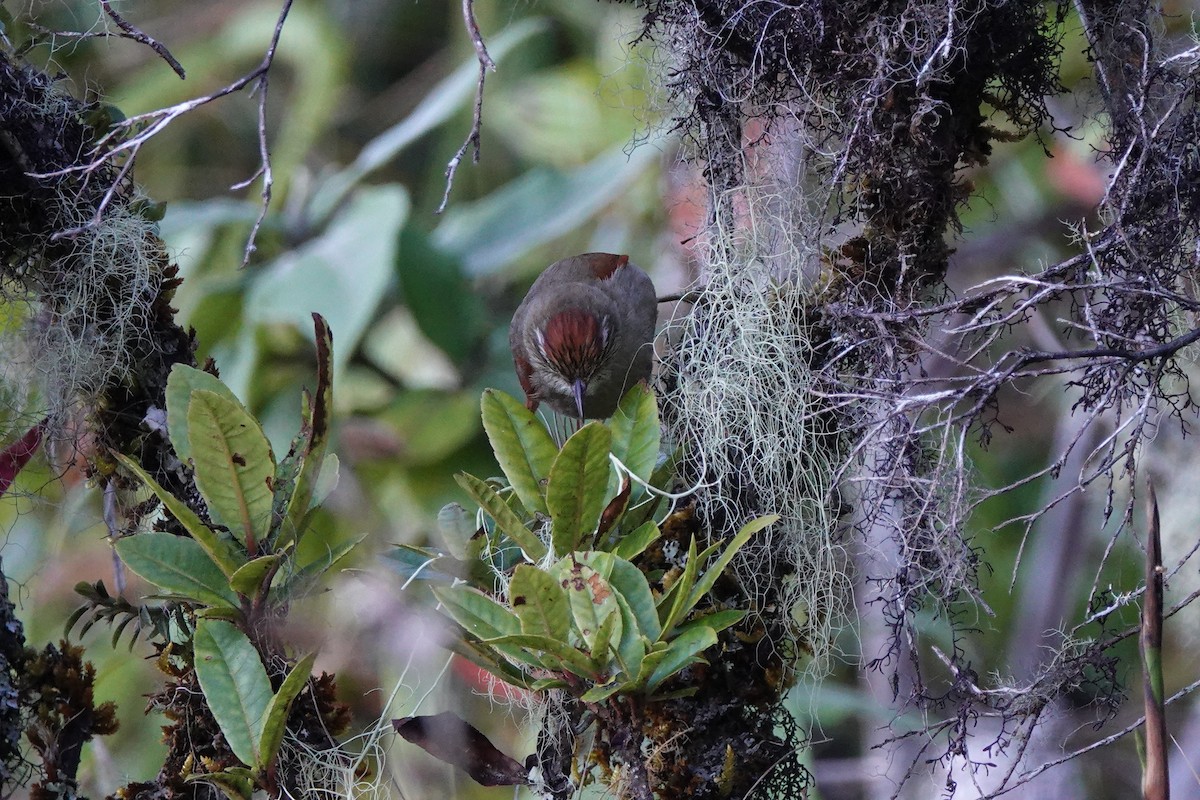 Streak-capped Spinetail - ML639881720