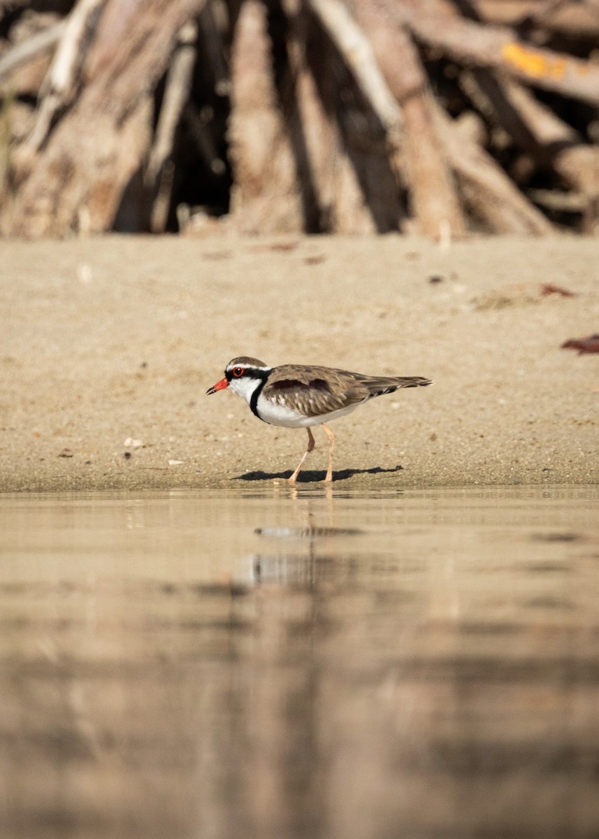 Black-fronted Dotterel - ML639881802