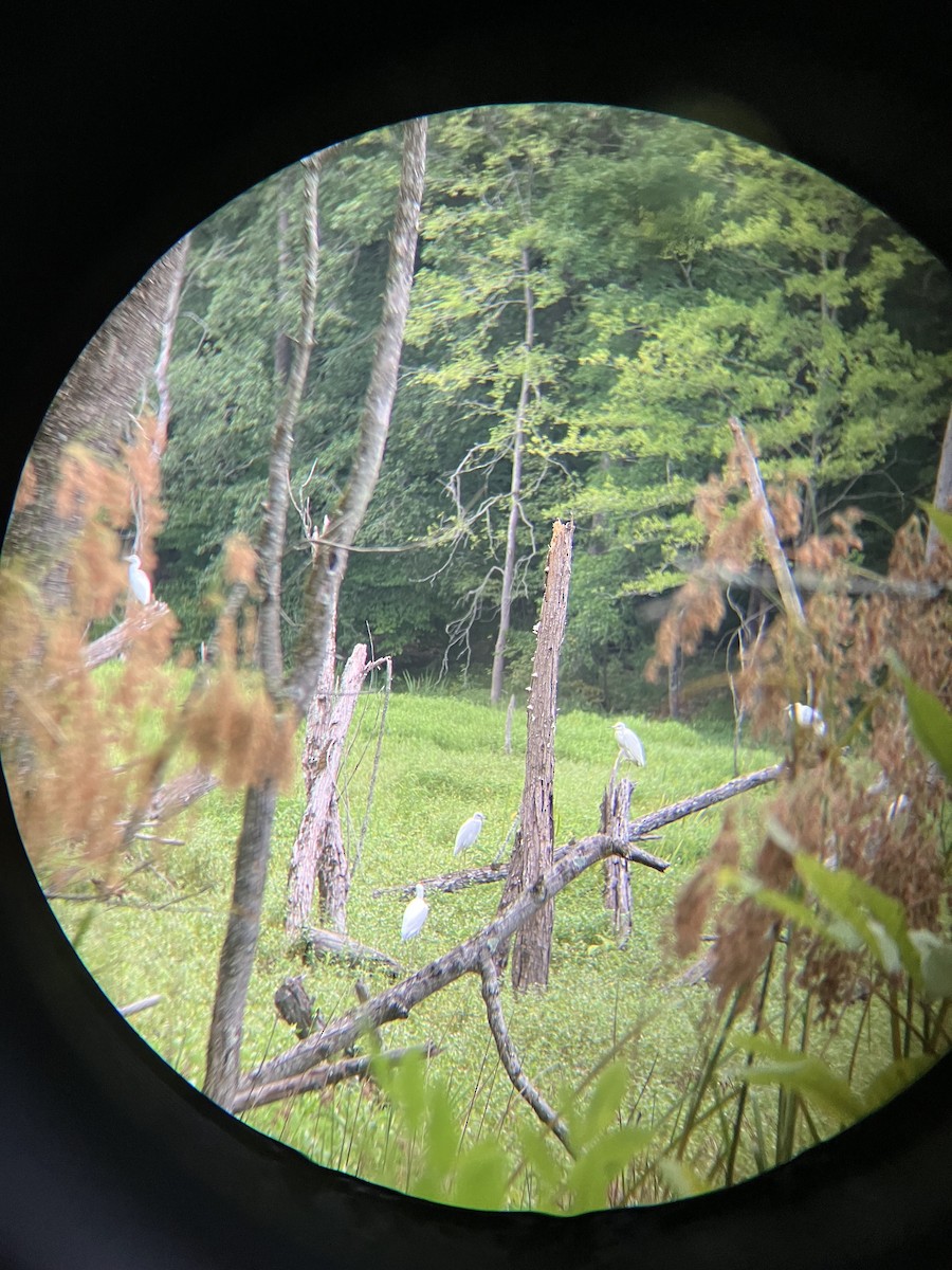 Little Blue Heron - ML639881811