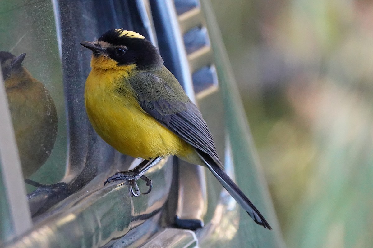 Yellow-crowned Redstart - ML639881862