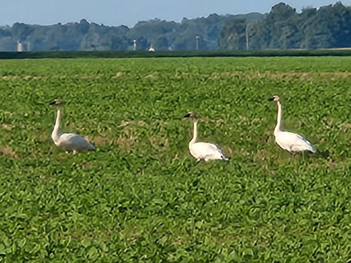 Trumpeter Swan - ML639882037