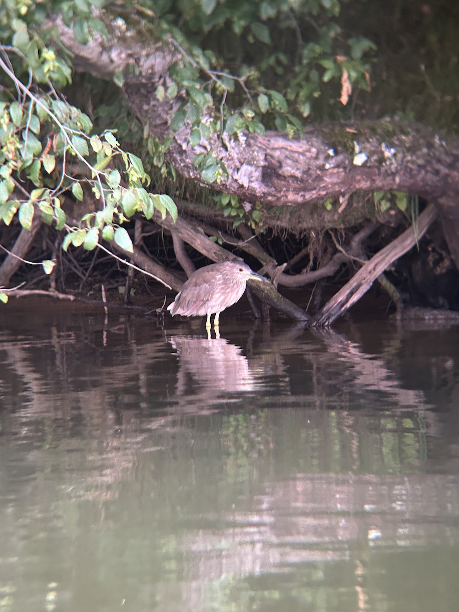 Black-crowned Night Heron - ML639882063