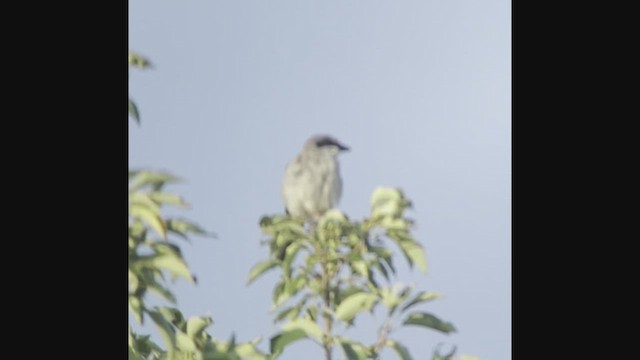 Loggerhead Shrike - ML639882082