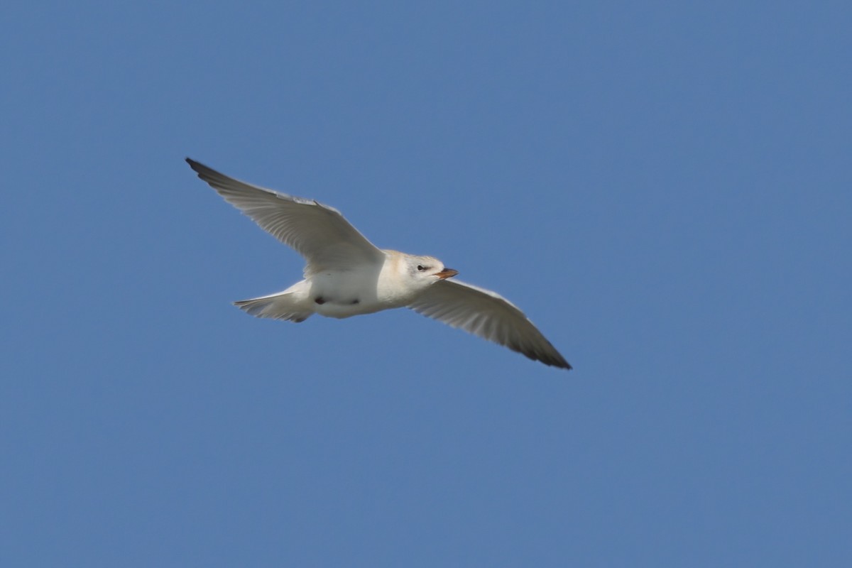 Gull-billed Tern - ML639882085