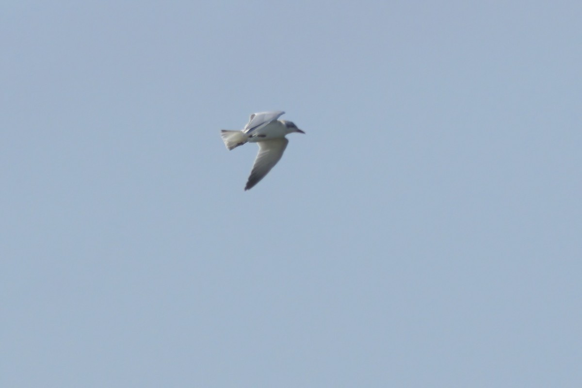 Gull-billed Tern - ML639882086